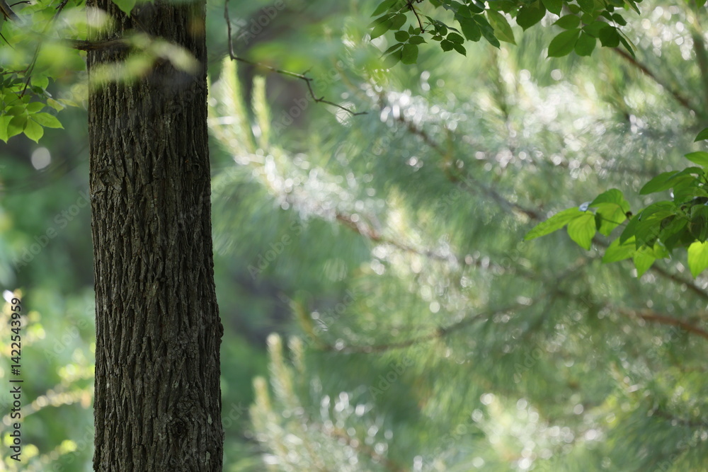 Obraz premium Hickory and Pine trees