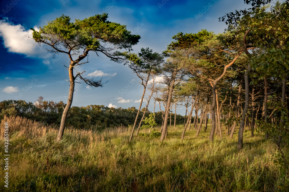trees in the forest trees in the forest