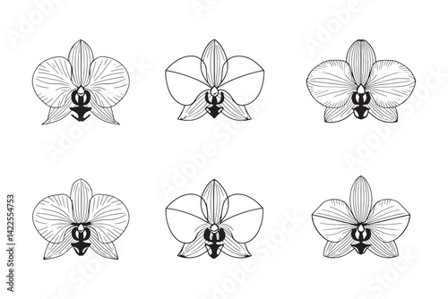Tropical Orchid ultra minimalist line art