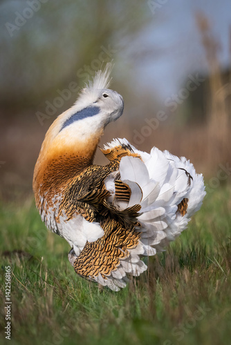 Great bustard (Otis tarda). Great bustard twists mid-display, lifting white tail feathers and turning sharply. Meadow clearing with soft green vegetation.