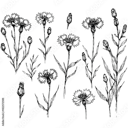 Hand drawn wild flowers Botanical drawing, line art blue Cornflowers illustration. Black and White vintage Meadow Knapweed. Simple Stylized blooming plants. Set of outline doodle floral sketch Cyanus
