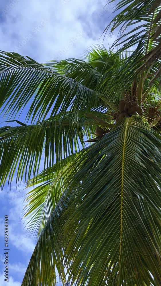 A sprawling coconut palm on the ocean shore. A green palm tree in cloudy weather and strong winds. A view of palm trees against the sky with branches swaying in the wind. Cuba. 4K A sprawling coconut palm on the ocean shore. A green palm tree in cloudy weather and strong winds. A view of palm trees against the sky with branches swaying in the wind. Cuba. 4K
