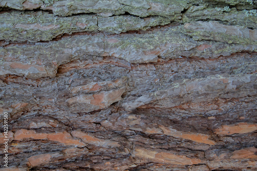 The bark of a pine tree. Macro background.