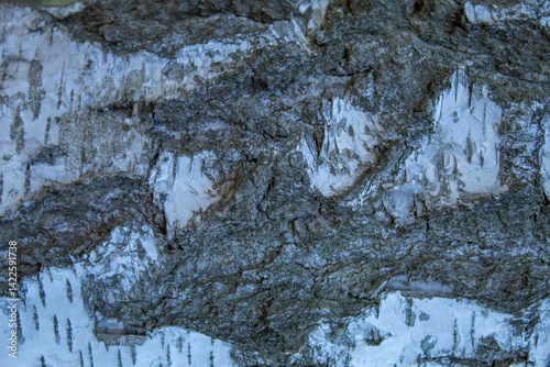 Birch bark. Macro background.  Birch bark texture.