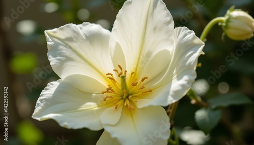 Elegant White Flower with Delicate Petals in Natural Light