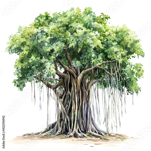 Large Banyan Tree With Hanging Roots, watercolor vector, isolated on a white background.