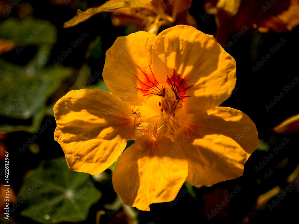 Macro close-up of California Springtime flowers