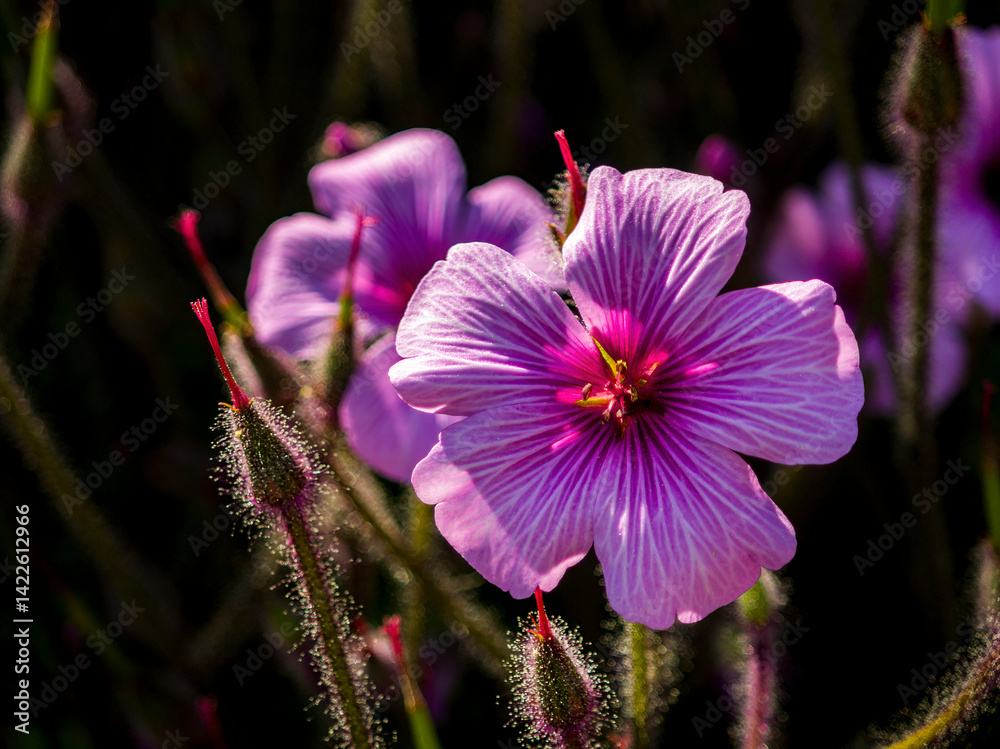 Wild purple flowers in a field and meadow setting