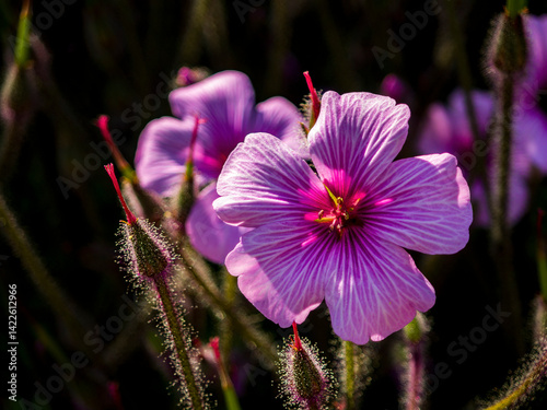 Obraz na płótnie Wild purple flowers in a field and meadow setting w salonie