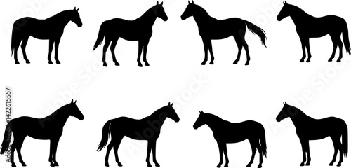 A beautiful warmblood horse is posed in profile, set against a modern isolated silhouette
