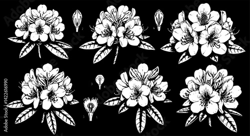 Detailed botanical illustrations of rhododendron flowers showcasing various stages of bloom and intricate petal structure

