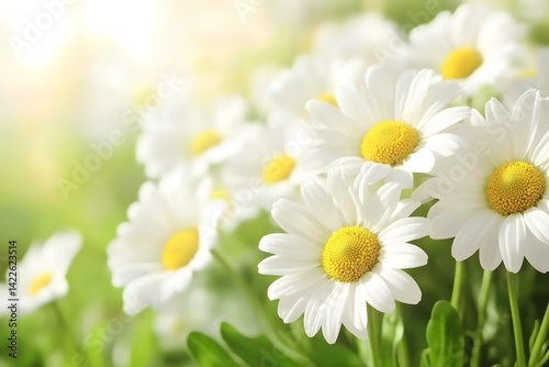 Beautiful White Daisies in Sunny Meadow, Spring Flowers