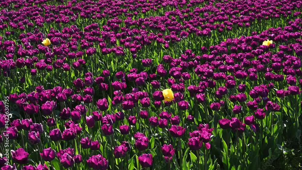 Three yellow tulips mixed in a field of deep purple tulips backlit by the sun and dancing in the wind, bulb crop on a sunny spring day in the spring
Three yellow tulips mixed in a field of deep purple tulips backlit by the sun and dancing in the wind, bulb crop on a sunny spring day in the spring