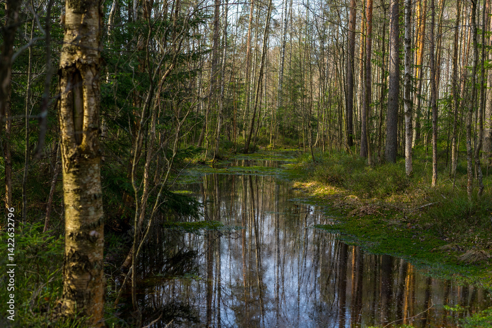 A serene forest scene with water reflecting the trees and sky A serene forest scene with water reflecting the trees and sky