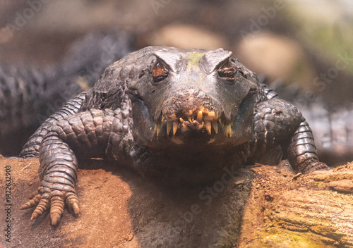 The dwarf caiman is the smallest member of the alligator family and hunts at night photo