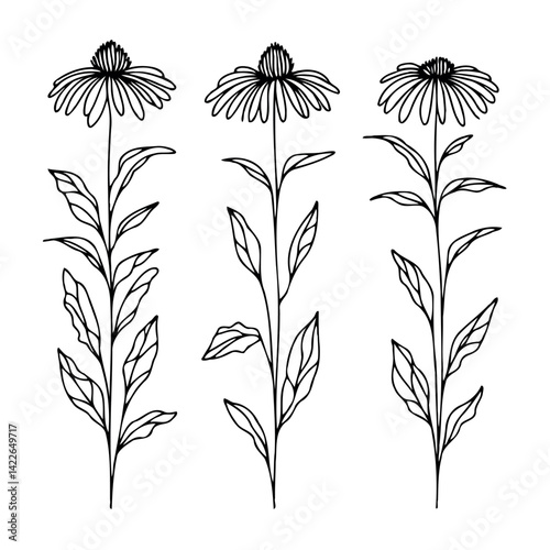 Hand drawn wild flowers Botanical drawing, line art echinacea illustration. Simple Stylized wildflowers. Black and White stems. Set of outline daisies, Meadow daisy, doodle floral chamomile