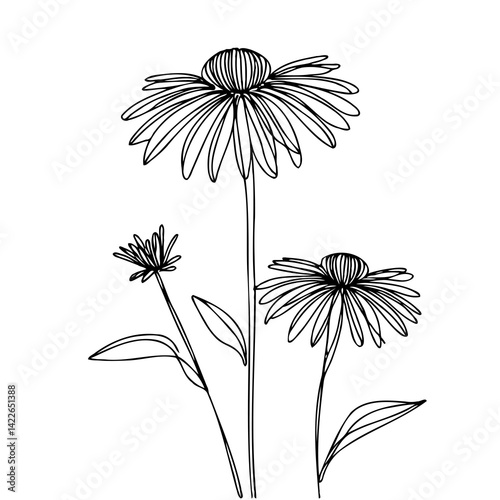 Hand drawn wild flowers Botanical drawing, line art echinacea illustration. Simple Stylized wildflowers. Black and White stems. Set of outline daisies, Meadow daisy, doodle floral chamomile