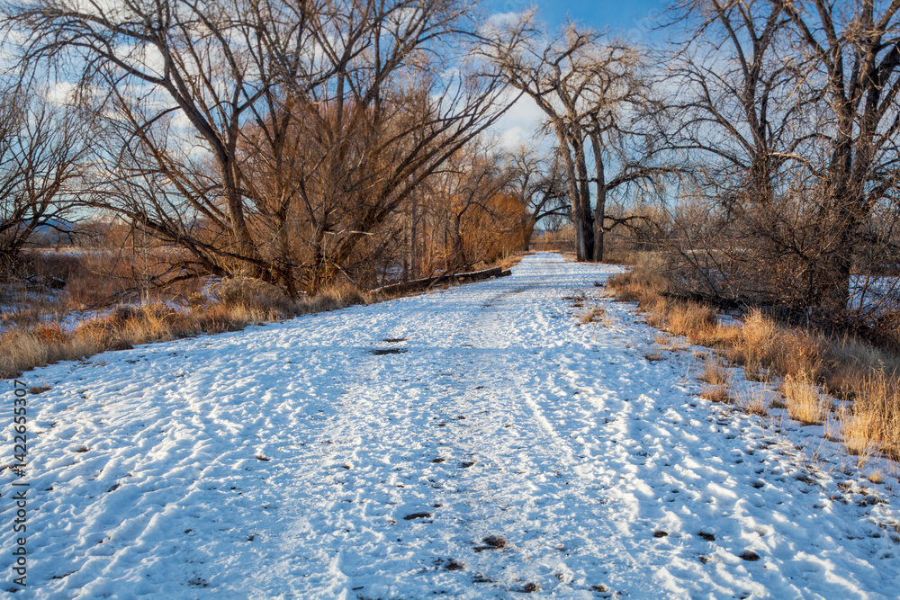 Obraz premium a natural area trail along Cache la Poudre River framed by large cottonwood trees, winter scenery, Fort Collins, Colorado