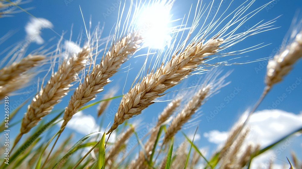 Sunlit wheat field in summer Sunlit wheat field in summer