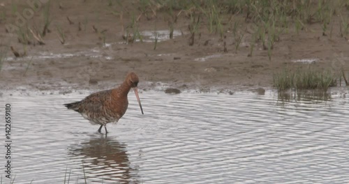 Black tailed Godwit bird long beak feeding shallow water slow motion