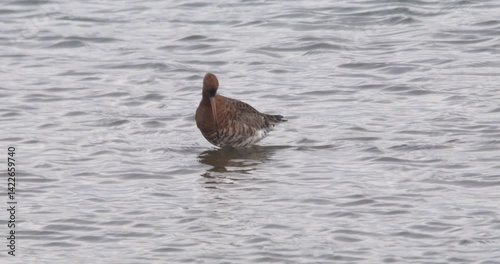 Black tailed Godwit wading bird feeding in shallow water flying away