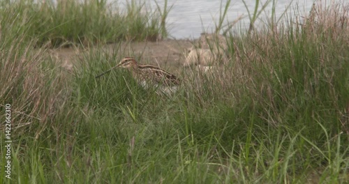 Snipe bird feeding in long grass slow motion nature