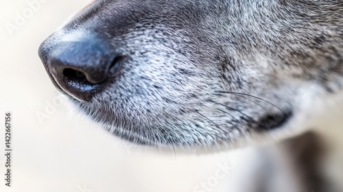 Close-Up of a Dog's Nose Highlighting Soft Texture and Detail
