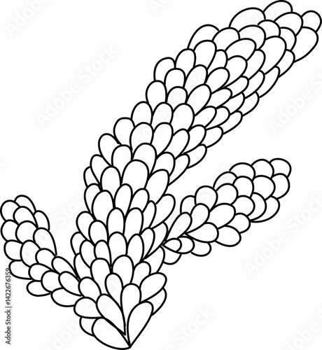 Water fern leaf outline vector