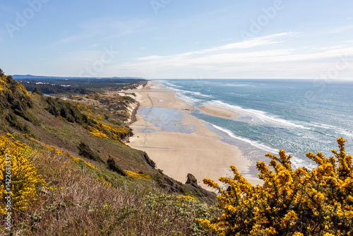 Oregon Sand Dunes area near Florence. The ocean coast is covered with blooming gorse photo