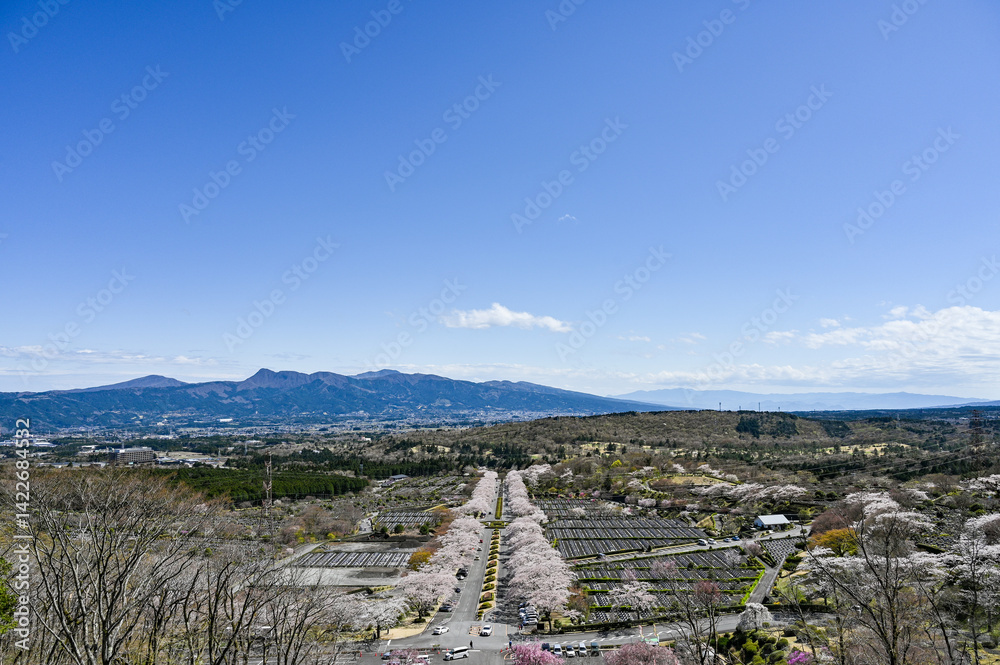 静岡御殿場にある桜並木