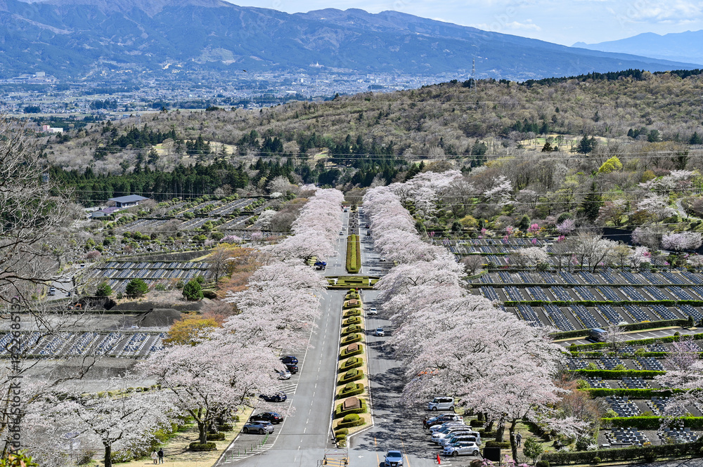 静岡御殿場にある桜並木