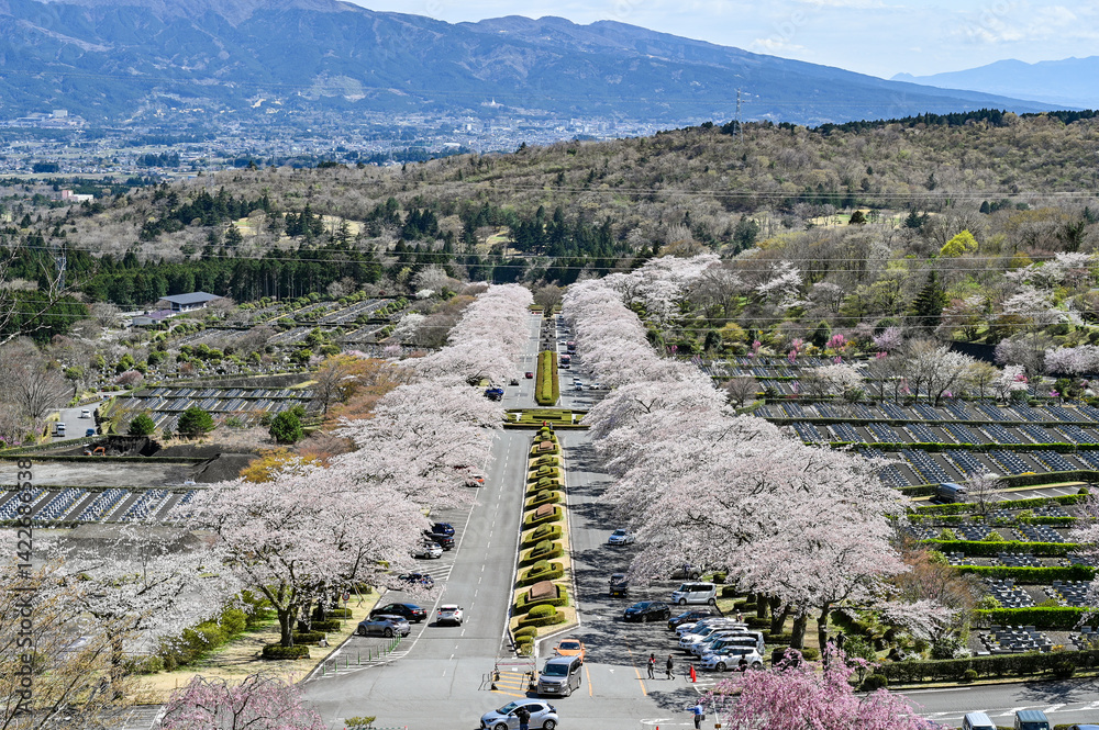 静岡御殿場にある桜並木