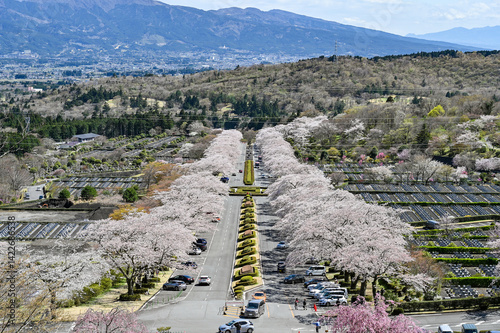 Obraz na płótnie 静岡御殿場にある桜並木 w salonie