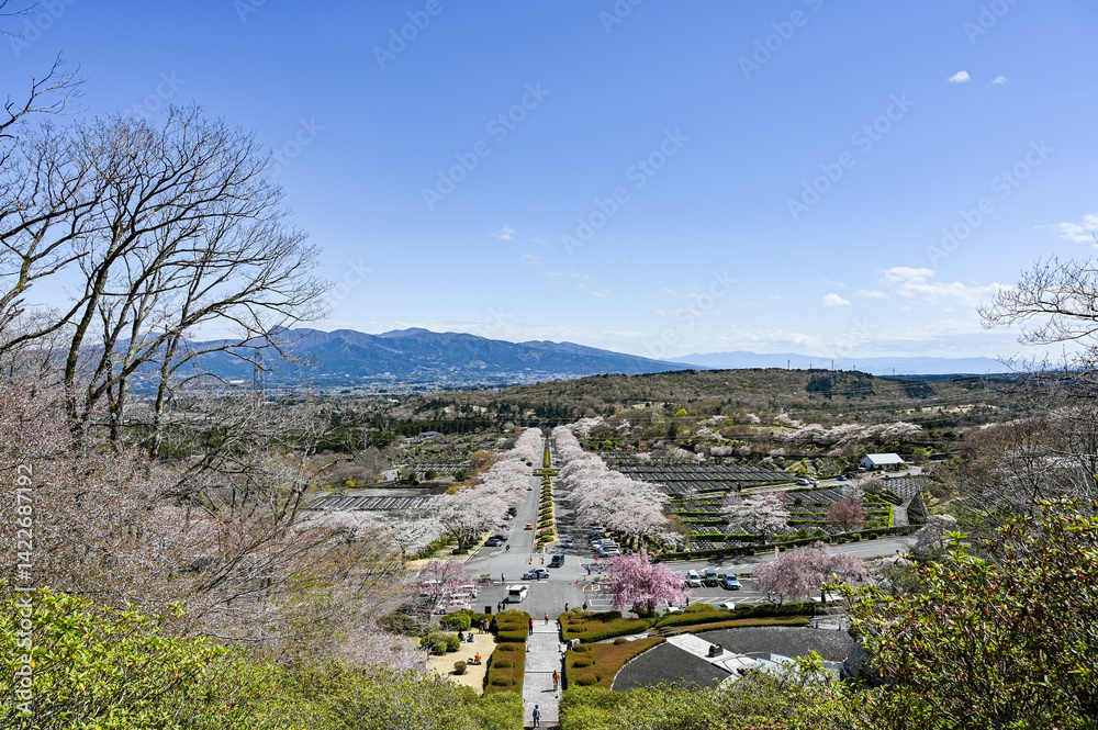 静岡御殿場にある桜並木