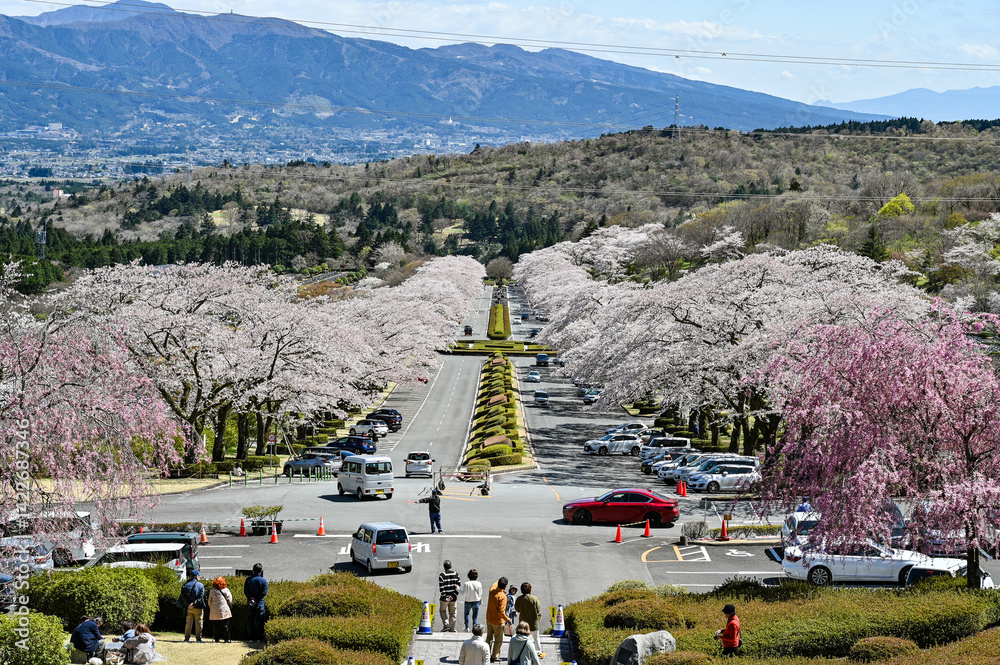 静岡御殿場にある桜並木