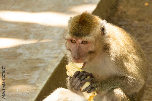 Canvas Print portrait of a monkey