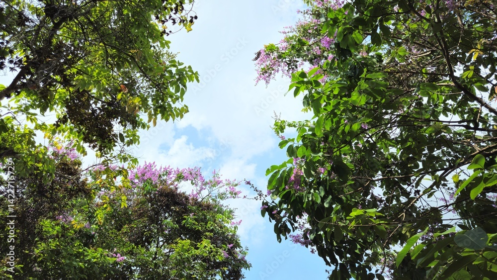 Fototapeta premium Bottom view of a bright blue sky framed by blooming purple crape myrtle trees, also known as Lagerstroemia.