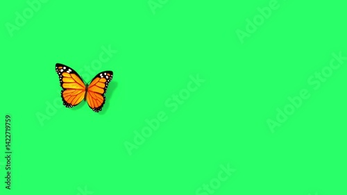 Animation orange butterfly on green screen. 