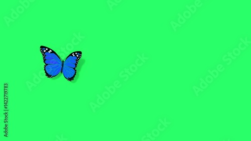 Animation blue butterfly on green screen. 