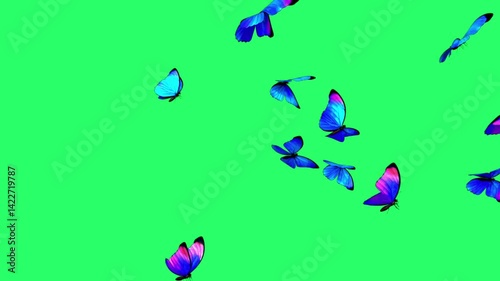 Animation blue butterfly on green screen. 