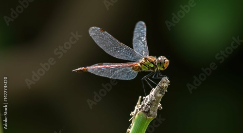A close-up of a dragonfly perched on a twig with wings spread. photo