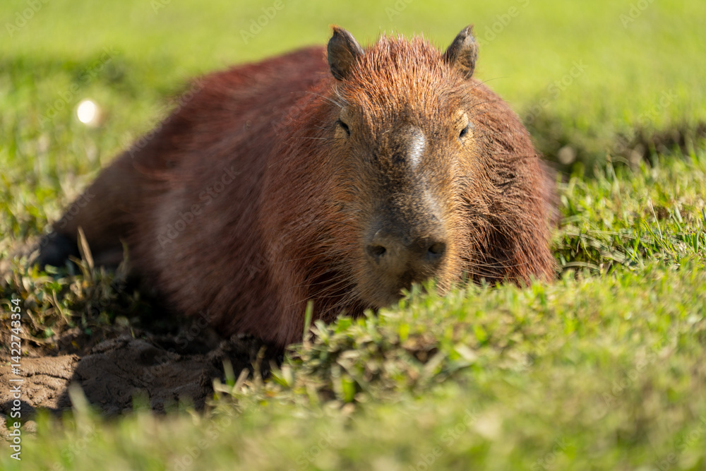 Capibara Capibara