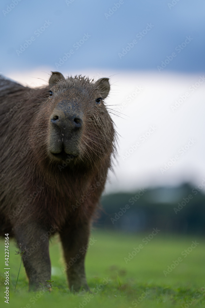 Fototapeta premium Capibara