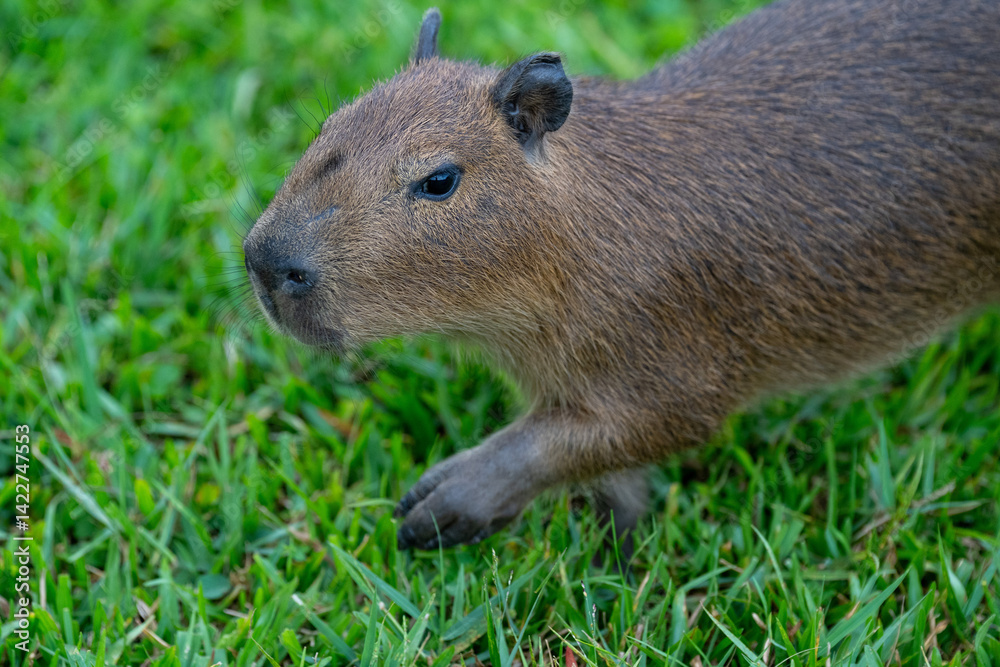 Capybaras in the park Capybaras in the park