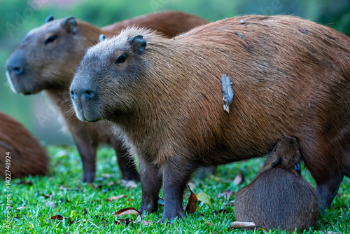 Wallpaper Mural Capybaras in the park Torontodigital.ca