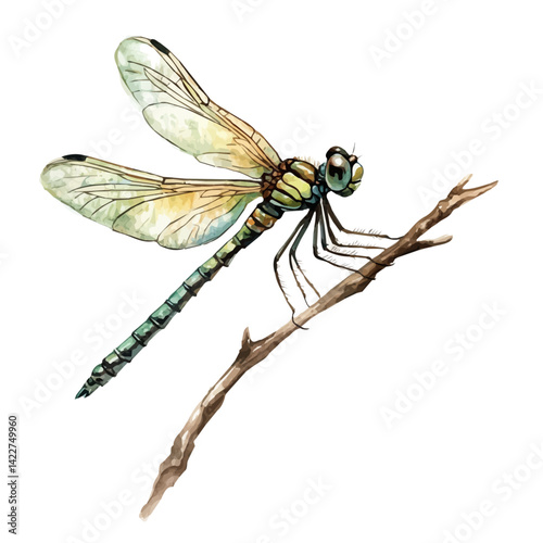 Dragonfly Perched On A Twig, watercolor vector, isolated on a white background.