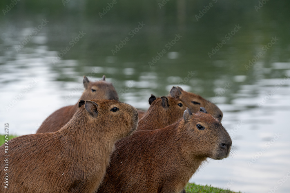 Obraz premium Capybaras in the park