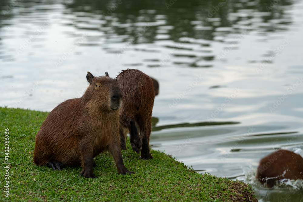 Fototapeta premium Capybaras in the park