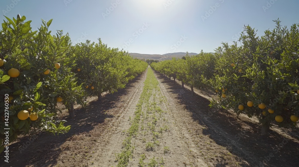 Fototapeta premium Bright California Orchard Under Sunlight