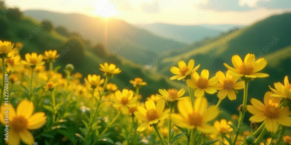 Fototapeta premium Golden Sunlit Meadow Vibrant Yellow Wildflowers Blooming at Sunset in Rolling Hills